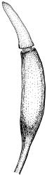 Gertrudiella torquata, capsule with operculum lifting. Drawn from J.E. Beever 99-84b, CHR 611397.
 Image: R.D. Seppelt © R.D.Seppelt All rights reserved